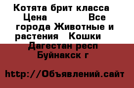 Котята брит класса › Цена ­ 20 000 - Все города Животные и растения » Кошки   . Дагестан респ.,Буйнакск г.